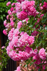 Pink Climbing Roses (Rosa) in bloom outdoors. Plenty of pink flowers blossoming in a sunny day. 