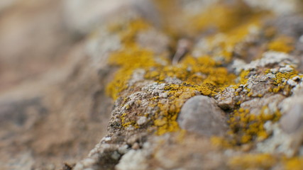 macro