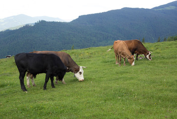 Cows grazing on the Smotrych mountain valley, Montenegrin ridge, Ukraine