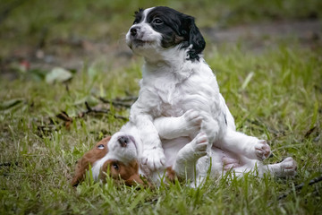 couple of happy baby dogs brittany spaniel playing around and fighting