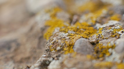 macro