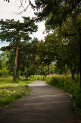 Beautiful avenue in to the park, path way