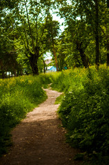 Beautiful avenue in to the park, path way