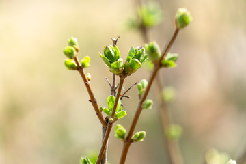 Branch of a lilac tree in spring with first fresh green buds