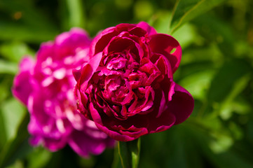 Big pink peony flower in garden
