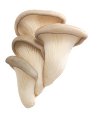 Oyster mushrooms pleurotus, paths