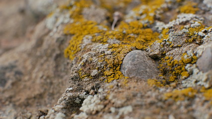 macro