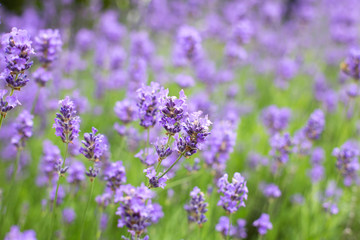 lavender field in the summer, close-up violet colors background concept