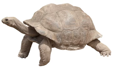 Foto op Canvas schildpad geïsoleerd op witte achtergrond © Unclesam