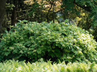 Hydrangea quercifolia oder Eichenblättrige Hortensie, ein dekorativer Strauch