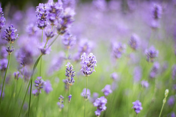 Obraz na płótnie Canvas lavender field in the summer, close-up violet colors background concept