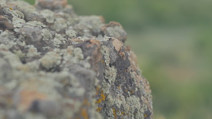 macro