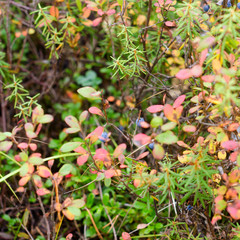 Bright autumn vegetation in the northern taiga of Yakutia with colorful red and yellow leaves and blue blueberries.