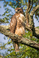 Red Tailed hawk on the branch of a tree looking at camera