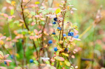 Old overripe wild boreal blueberry berries grow in colorful vegetation on the background of green grass in the tundra forest.