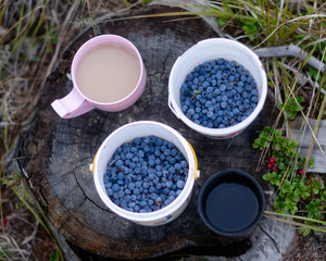 Two mugs of white tea with milk and black coffee stand in the woods on a stump next to wild blueberries, collected in buckets and growing in the grass Northern cowberry.