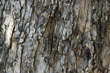 close-up of the grain bark of wild tree