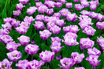 Obraz na płótnie Canvas Beautiful flowerbed of violet tulips. Background of purple tulips field. Spring and summer mood