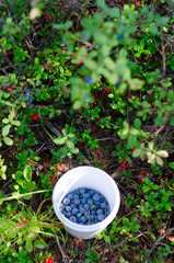 Wild Northern berries of juicy blueberries are collected in a small bucket among the red berries of cranberries and green grass in the tundra of Yakutia.