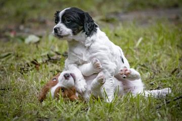 couple of happy baby dogs brittany spaniel playing around and fighting