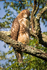 Red Tailed hawk on the branch of a tree looking down