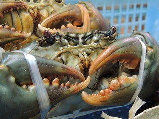 公設市場　ノコギリガザミ (Okinawa)