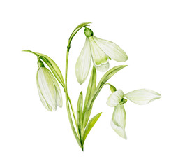 Bouquet of watercolor spring flowers of snowdrops. Hand-painted Botanical illustrations.