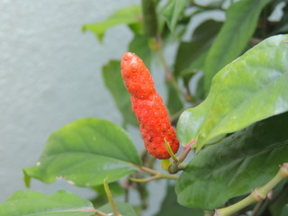 ピパーツ (Okinawa)