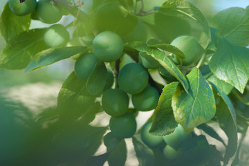 branch, bright, fruit, Fruit tree, garden, green, harvest, leaf, many, organic, plant, plum, ripening, season, several, summer, sunny, tree