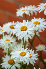 Lots of white daisy flowers growing near a brick wall