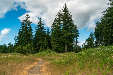 Wild Flowers In Bloom At Mima Mounds