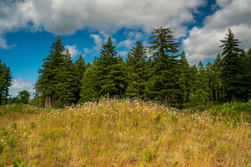 Wild Flowers In Bloom At Mima Mounds