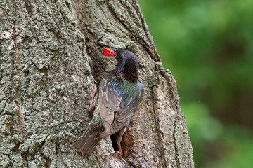 The Common Starling, Sturnus vulgaris is flying with some insect to feed its chick, young bird is opening the beak to be feeded, pretty golden light, green background