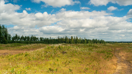 Wild Flowers In Bloom At Mima Mounds