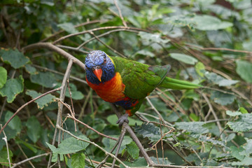 Cute rainbow lorikeet sitting on twig in green bush     