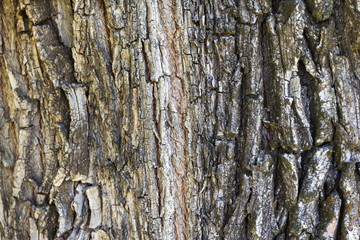 Obraz premium Seamless tree bark background. Brown texture of the old tree