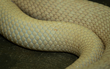 Albino Snake Skin