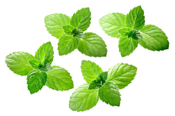 Peppermint mint m. piperita leaves, paths