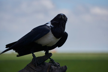 Fototapeta premium black and white raven looking at camera while sitting on glove 