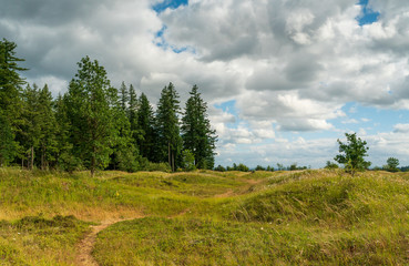 Obraz premium Wild Flowers In Bloom At Mima Mounds