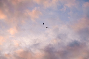Obraz premium Cloudy sky background with blurry flying bird in middle and cloud texture