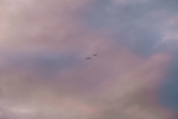 Cloudy sky background with blurry flying bird in middle and cloud texture