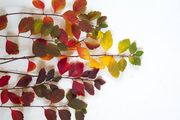 Background of colorful autumn leaves on white