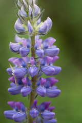 Lupine. Macro closeup isolated. Wildflower at Lolo Pass, Idaho in the Bitterroot range of the Rocky Mountains.