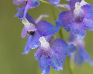 Larkspur. Macro closeup isolated. Wildflowers at Lolo Pass, Idaho in the Bitterroot range of the Rocky Mountains.