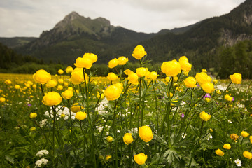 Trollblumen vor dem Aggenstein