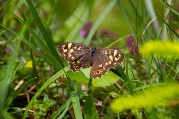 Waldbrettspiel in der Wiese