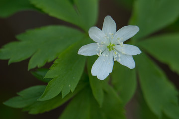 Windflower. Anemone piperii. White flower with green leaves macro closeup isolated. Wildflower at Lolo Pass, Idaho in the Bitterroot range of the Rocky Mountains.