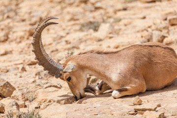 Nice view of Nubian ibex goat