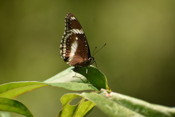 Obraz na płótnie Canvas Black and white butterfly on a leaf